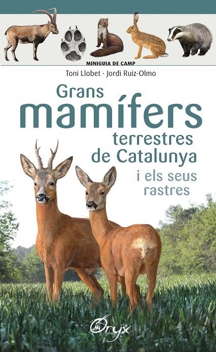 Grans mamífers terrestres de Catalunya i els seus rastres | 9788490347881 | Ruiz-Olmo, Jordi/Llobet François, Toni