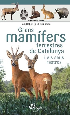 Grans mamífers terrestres de Catalunya i els seus rastres | 9788490347881 | Ruiz-Olmo, Jordi/Llobet François, Toni